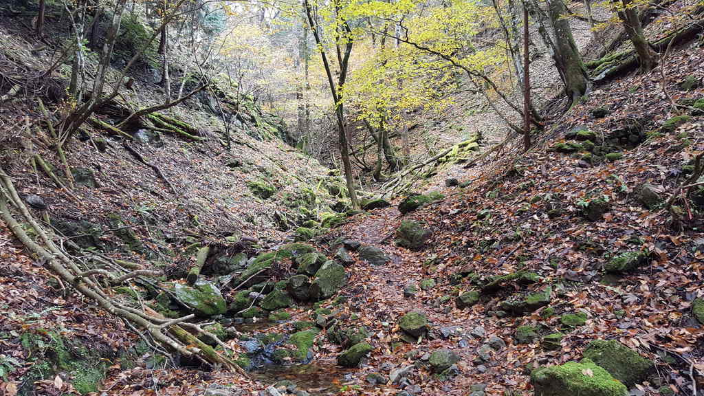 川苔山登山途中の神秘的な雰囲気