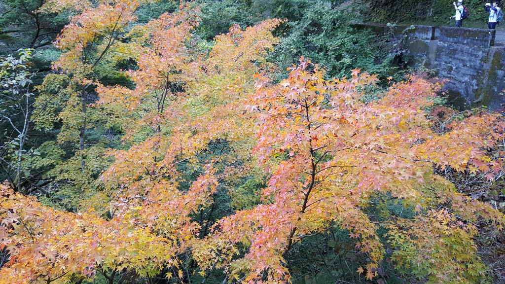 川苔山の紅葉