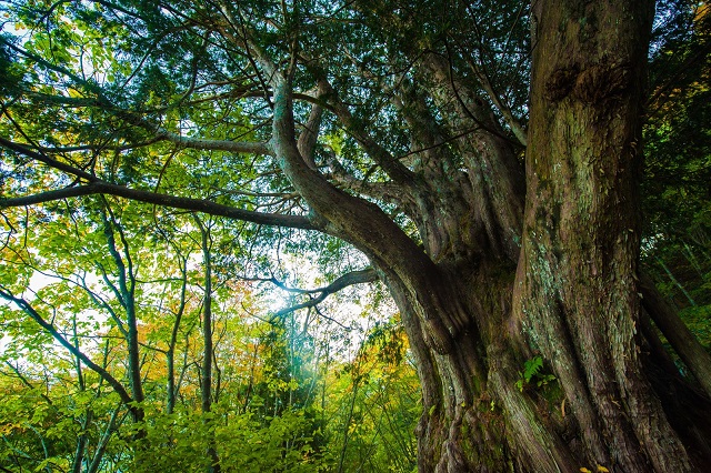 森の中の大木