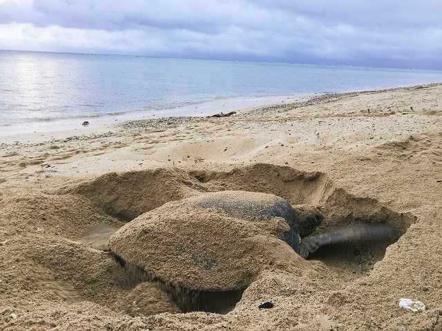 砂浜を掘るカメ