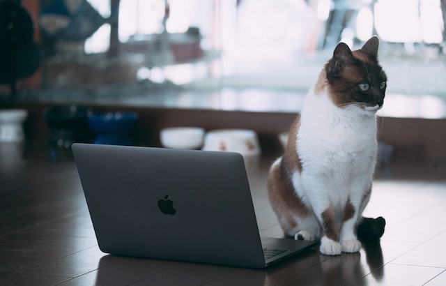 ノート型パソコンの前に行儀よくお座りしてよそ見する猫